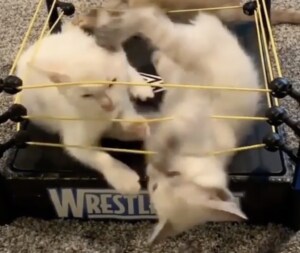 乱入も猫パンチもなんでもアリ!! 可愛すぎる子猫たちのプロレスごっこ♪