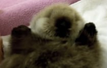 鳴き声も可愛い！ふわふわなラッコの赤ちゃん
