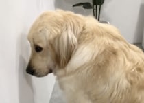 犬「あぁ、僕は悪い子です」怒られる前に反省しているワンコ