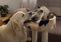 仲良すぎ〜！子猫と戯れるゴールデンレトリバーさん