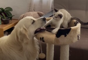 仲良すぎ〜!子猫と戯れるゴールデンレトリバーさん