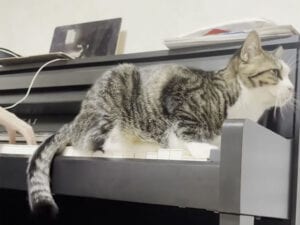 お姉ちゃんのピアノが大好き! 演奏を聴きながら尻尾でリズムをとる猫