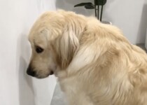 犬「あぁ、僕は悪い子です」怒られる前に反省しているワンコ