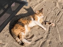 「ここ最高〜！」日光浴を楽しむ海辺の三毛猫さん