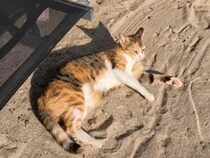 「ここ最高〜！」日光浴を楽しむ海辺の三毛猫さん