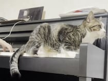 お姉ちゃんのピアノが大好き！ 演奏を聴きながら尻尾でリズムをとる猫