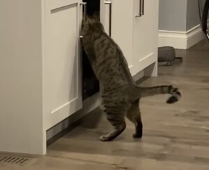 その扉の向こうに消える猫さん、専用の隠し通路?