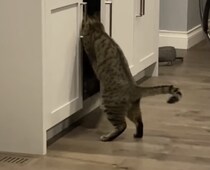 その扉の向こうに消える猫さん、専用の隠し通路？