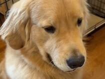 トントン＆そっとカプッ！ 優しすぎるゴールデンの愛情表現