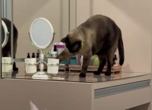 猫「重いけど…負けにゃい!」鏡を落とそうと奮闘する姿に笑っちゃう