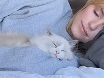 お腹→顔→腕の中へ… どんどん近づく子猫さんの甘え方が可愛い