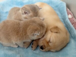 寝ている子犬が気になって仕方がない! お世話モード全開の子猫たちが可愛い