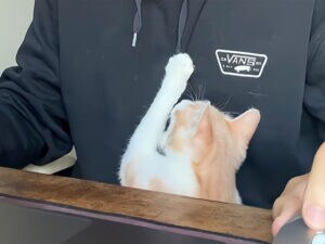 パソコン前の攻防戦、在宅ワーカーVSかまって子猫の一日