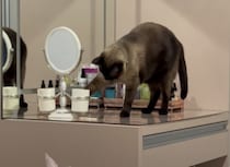 猫「重いけど…負けにゃい！」鏡を落とそうと奮闘する姿に笑っちゃう