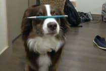 そろり… そろり。バランス感覚ばっちり！姿勢がキレイな犬さん。