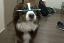 そろり… そろり。バランス感覚ばっちり！姿勢がキレイな犬さん。