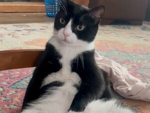 どうしたのその座り方! どっしり、人間みたいに座る猫の貫禄がすごい