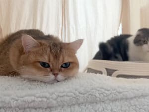 「入れてよ」「ダメ!」1つしかないポカポカ猫テントをめぐって24時間のケンカ!