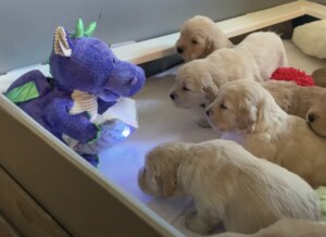 本を読んでくれるオモチャに興味津々! 話に耳を傾ける子犬たち。