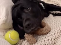 「ここが世界で一番落ち着くの」おもちゃとブランケットに囲まれて、ベッドでとろける黒ラブさん