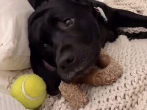 「ここが世界で一番落ち着くの」おもちゃとブランケットに囲まれて、ベッドでとろける黒ラブさん