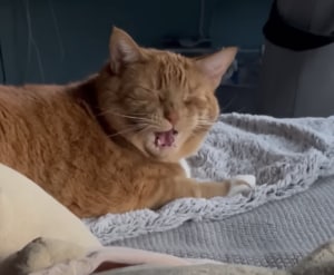 「うるさいんだよー!」くしゃみしたら猫に怒られちゃった