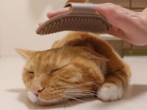 ラバーブラシで猫が液体化!? ぺったんこになる猫ちゃんが可愛すぎる