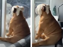 窓の前に座って動かない犬さん。何をしているのかと思ったら…