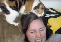 猫による刺激強めのヘッドマッサージ！？ 飼い主さんの頭をガブッ！