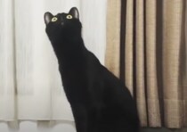 びよ〜ん！！音楽に合わせてものすごく伸びる猫ちゃん