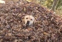 落ち葉の季節を待ってました！嬉しそうに飛び込んでいく犬さん