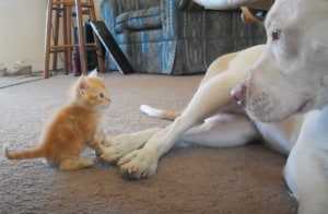 子猫を見守る目が、すごく優しいピットブルさん。