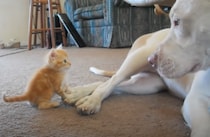 子猫を見守る目が、すごく優しいピットブルさん。