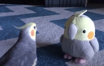 インコ「やぁ、君の名前は？」自分と似ているぬいぐるみと対面。