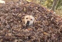 落ち葉の季節を待ってました！嬉しそうに飛び込んでいく犬さん