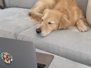 オンライン会議あるある!? 犬たちが再現する在宅勤務のゆるい日常