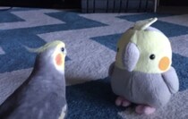 インコ「やぁ、君の名前は？」自分と似ているぬいぐるみと対面。
