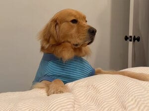 前足をそっとのせて待つ姿にきゅん♡ 抱っこ待ちする犬さんの寝る前ルーティン