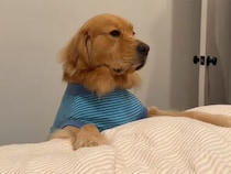 前足をそっとのせて待つ姿にきゅん♡ 抱っこ待ちする犬さんの寝る前ルーティン