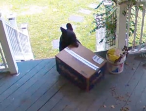 置き配がまさかの子グマに… 監視カメラが捉えた“荷物消失”の真相