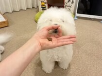 鼻がつっかえて届かない…、同居犬がおやつを手にいれるお手本を見せてくれたよ！