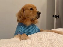 前足をそっとのせて待つ姿にきゅん♡ 抱っこ待ちする犬さんの寝る前ルーティン