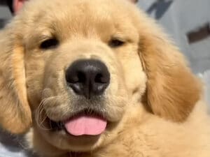 抱っこしていた子犬が大きな成犬に! あっという間の成長スピードにびっくり