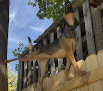 高い塀の上をスイスイ…！ 猫みたいな身軽さを見せる犬さんがすごい