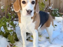 初雪にテンション最高潮！ 庭で冬を満喫する犬さんのワクワク時間