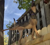 高い塀の上をスイスイ…！ 猫みたいな身軽さを見せる犬さんがすごい