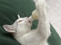 ゴクゴク！ ぷっはぁ♡ ミルクを一気飲みする猫ちゃん