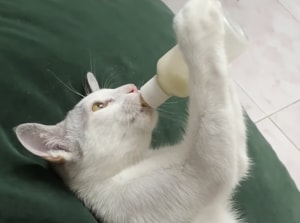 ゴクゴク! ぷっはぁ♡ ミルクを一気飲みする猫ちゃん