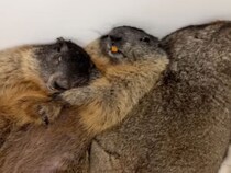 真ん中は誰の場所？お団子寝で心地いいけれど、ちょっぴり拗ねるマーモットさん