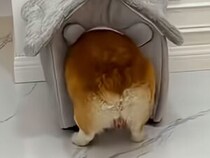 入り口でお尻がつっかえちゃう… 小さすぎるハウスに意地でも入りたいコーギーさん